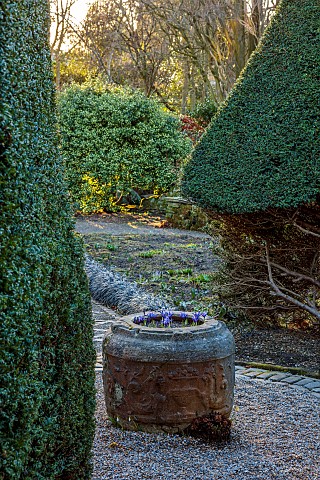 YORK_GATE_LEEDS_THE_CARPET_PATH_STONE_TROUGH_CONTAINER_WITH_IRIS_RETICULATA_GEORGE_FEBRUARY_WINTER