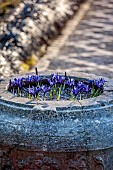 YORK GATE, LEEDS: THE CARPET PATH, STONE TROUGH, CONTAINER WITH IRIS RETICULATA GEORGE, PATH, FEBRUARY, WINTER