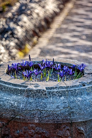 YORK_GATE_LEEDS_THE_CARPET_PATH_STONE_TROUGH_CONTAINER_WITH_IRIS_RETICULATA_GEORGE_PATH_FEBRUARY_WIN
