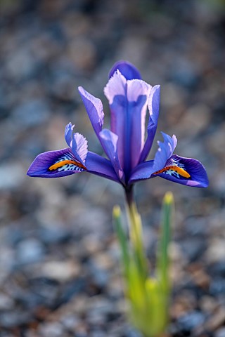 YORK_GATE_LEEDS_THE_CARPET_PATH_STONE_TROUGH_CONTAINER_WITH_IRIS_RETICULATA_GEORGE_FEBRUARY_WINTER