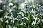 YORK GATE, LEEDS: CLOSE UP OF WHITE, GREEN FLOWERS OF SNOWDROPS, GALANTHUS SAM ARNOTT, BULBS, EARLY SPRING, WINTER, FEBRUARY, BLOOMS