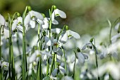 YORK GATE, LEEDS: CLOSE UP OF WHITE, GREEN FLOWERS OF SNOWDROPS, GALANTHUS SAM ARNOTT, BULBS, EARLY SPRING, WINTER, FEBRUARY, BLOOMS