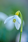 YORK GATE, LEEDS: CLOSE UP OF WHITE, YELLOW FLOWERS OF SNOWDROPS, GALANTHUS NIVALIS PRIMROSE WARBURG, BULBS, EARLY SPRING, WINTER, FEBRUARY, BLOOMS