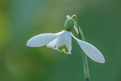 YORK_GATE_LEEDS_CLOSE_UP_OF_WHITE_GREEN_FLOWERS_OF_SNOWDROPS_GALANTHUS_SAM_ARNOTT_BULBS_EARLY_SPRING