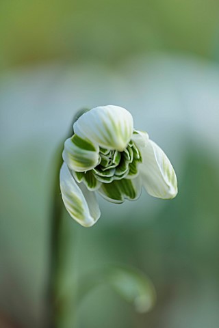 YORK_GATE_LEEDS_CLOSE_UP_OF_WHITE_GREEN_FLOWERS_OF_SNOWDROPS_GALANTHUS_JACQUENETTA_BULBS_EARLY_SPRIN