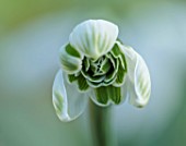 YORK GATE, LEEDS: CLOSE UP OF WHITE, GREEN FLOWERS OF SNOWDROPS, GALANTHUS JACQUENETTA, BULBS, EARLY SPRING, WINTER, FEBRUARY, BLOOMS