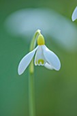 YORK GATE, LEEDS: CLOSE UP OF WHITE, YELLOW FLOWERS OF SNOWDROPS, GALANTHUS NIVALIS PRIMROSE WARBURG, BULBS, EARLY SPRING, WINTER, FEBRUARY, BLOOMS