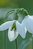 YORK GATE, LEEDS: CLOSE UP OF WHITE, GREEN, FLOWERS OF SNOWDROPS, GALANTHUS FIELDGATE SUPERB, BULBS, EARLY SPRING, WINTER, FEBRUARY, BLOOMS
