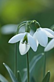 YORK GATE, LEEDS: CLOSE UP OF WHITE, GREEN, FLOWERS OF SNOWDROPS, GALANTHUS FIELDGATE SUPERB, BULBS, EARLY SPRING, WINTER, FEBRUARY, BLOOMS