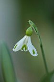 YORK GATE, LEEDS: CLOSE UP OF WHITE, GREEN, FLOWERS OF SNOWDROPS, GALANTHUS TRYMPOSTER, BULBS, EARLY SPRING, WINTER, FEBRUARY, BLOOMS