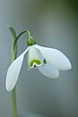 YORK GATE, LEEDS: CLOSE UP OF WHITE, GREEN FLOWERS OF SNOWDROPS, GALANTHUS BIG BEN, BULBS, EARLY SPRING, WINTER, FEBRUARY, BLOOMS