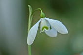 YORK GATE, LEEDS: CLOSE UP OF WHITE, GREEN FLOWERS OF SNOWDROPS, GALANTHUS BIG BEN, BULBS, EARLY SPRING, WINTER, FEBRUARY, BLOOMS