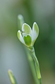 YORK GATE, LEEDS: CLOSE UP OF WHITE, GREEN FLOWERS OF SNOWDROPS, GALANTHUS WAREI, BULBS, EARLY SPRING, WINTER, FEBRUARY, BLOOMS