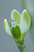 YORK GATE, LEEDS: CLOSE UP OF WHITE, GREEN FLOWERS OF SNOWDROPS, GALANTHUS WAREI, BULBS, EARLY SPRING, WINTER, FEBRUARY, BLOOMS