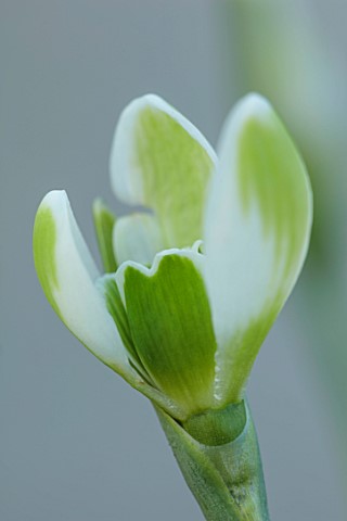 YORK_GATE_LEEDS_CLOSE_UP_OF_WHITE_GREEN_FLOWERS_OF_SNOWDROPS_GALANTHUS_WAREI_BULBS_EARLY_SPRING_WINT