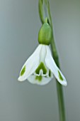 YORK GATE, LEEDS: CLOSE UP OF WHITE, GREEN, FLOWERS OF SNOWDROPS, GALANTHUS TRYMPOSTER, BULBS, EARLY SPRING, WINTER, FEBRUARY, BLOOMS