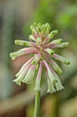 YORK GATE, LEEDS: CLOSE UP OF PINK, GREEN FLOWERS, BLOOMS OF VELTHEIMIA BRACTEATA ROSALBA, EARLY SPRING, WINTER, FEBRUARY, BLOOMS, BULBS