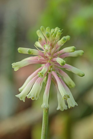YORK_GATE_LEEDS_CLOSE_UP_OF_PINK_GREEN_FLOWERS_BLOOMS_OF_VELTHEIMIA_BRACTEATA_ROSALBA_EARLY_SPRING_W