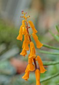 YORK GATE, LEEDS: CLOSE UP OF ORANGE FLOWERS, BLOOMS OF LACHENALIA ALOIDES YELLOW FORM, WINTER, FEBRUARY, BLOOMS, SPRING, BULBS