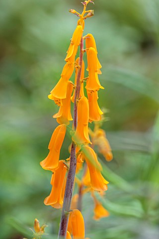 YORK_GATE_LEEDS_CLOSE_UP_OF_ORANGE_FLOWERS_BLOOMS_OF_LACHENALIA_ALOIDES_YELLOW_FORM_WINTER_FEBRUARY_