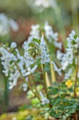 YORK GATE, LEEDS: CLOSE UP OF WHITE FLOWERS, BLOOMS OF CORYDALIS MALKENSIS, PERENNIALS, EARLY SPRING, MARCH