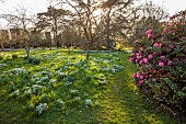 DODDINGTON HALL, LINCOLNSHIRE: WILD GARDEN, GRASS, LAWNS, SNOWDROPS, YEW HEDGES, HEDGING, PINK FLOWERS OF RHODODENDRONS, PATHS