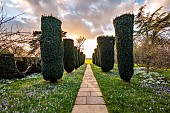 DODDINGTON HALL, LINCOLNSHIRE: SNOWDROPS, YEW HEDGES, HEDGING, STONE, PATHS, LAWN, CLIPPED, TOPIARY, YEW AVENUE