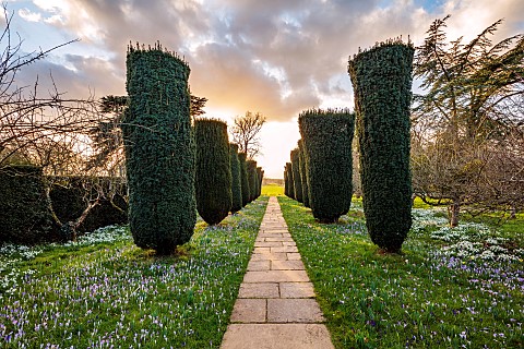 DODDINGTON_HALL_LINCOLNSHIRE_SNOWDROPS_YEW_HEDGES_HEDGING_STONE_PATHS_LAWN_CLIPPED_TOPIARY_YEW_AVENU