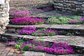 AUBRIETA FLOWING DOWN WEATHERED STONE STEPS BETWEEN WALL OF NATURAL STONE. MR & MRS STYLES GARDEN  OXON.