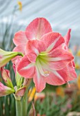 WEST DEAN, WEST SUSSEX: CLOSE UP OF PINK, CREAM, GREEN FLOWERS OF HIPPAESTRUM, AMARYLLIS EXPOSURE, BULBS, MARCH, GREENHOUSE, CORM