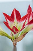 WEST DEAN, WEST SUSSEX: CLOSE UP OF RED, CREAM, GREEN FLOWERS OF HIPPAESTRUM, AMARYLLIS TRES CHIC, BULBS, MARCH, GREENHOUSE, CORM