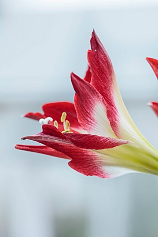 WEST_DEAN_WEST_SUSSEX_CLOSE_UP_OF_RED_CREAM_GREEN_FLOWERS_OF_HIPPAESTRUM_AMARYLLIS_TRES_CHIC_BULBS_M