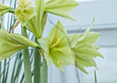WEST DEAN, WEST SUSSEX: CLOSE UP OF GREEN FLOWERS OF HIPPAESTRUM, AMARYLLIS GREEN VALLEY, BULBS, MARCH, GREENHOUSE, CORM