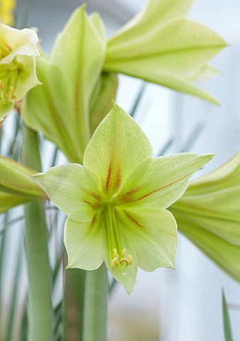 WEST_DEAN_WEST_SUSSEX_CLOSE_UP_OF_GREEN_FLOWERS_OF_HIPPAESTRUM_AMARYLLIS_GREEN_VALLEY_BULBS_MARCH_GR