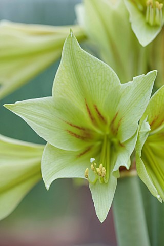 WEST_DEAN_WEST_SUSSEX_CLOSE_UP_OF_GREEN_FLOWERS_OF_HIPPAESTRUM_AMARYLLIS_GREEN_VALLEY_BULBS_MARCH_GR