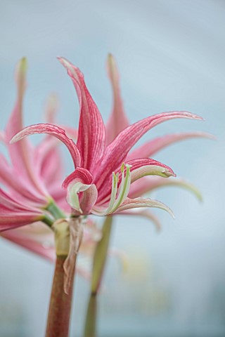 WEST_DEAN_WEST_SUSSEX_CLOSE_UP_OF_CREAM_PINK_FLOWERS_OF_HIPPAESTRUM_AMARYLLIS_QUITO_BULBS_MARCH_GREE