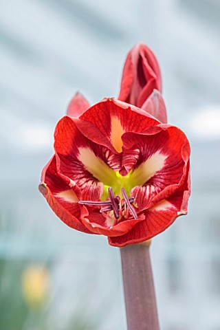 WEST_DEAN_WEST_SUSSEX_CLOSE_UP_OF_CREAM_RED_FLOWERS_OF_HIPPAESTRUM_AMARYLLIS_DYNASTY_BULBS_MARCH_GRE