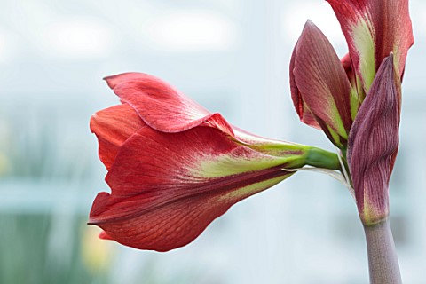 WEST_DEAN_WEST_SUSSEX_CLOSE_UP_OF_CREAM_RED_FLOWERS_OF_HIPPAESTRUM_AMARYLLIS_DYNASTY_BULBS_MARCH_GRE