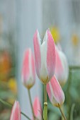 WEST DEAN, WEST SUSSEX: CLOSE UP OF PINK, CREAM, WHITE FLOWERS OF DWARF TULIP CLUSIANA LADY JANE, MARCH, BLOOMS, BULBS