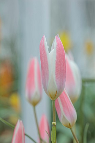 WEST_DEAN_WEST_SUSSEX_CLOSE_UP_OF_PINK_CREAM_WHITE_FLOWERS_OF_DWARF_TULIP_CLUSIANA_LADY_JANE_MARCH_B