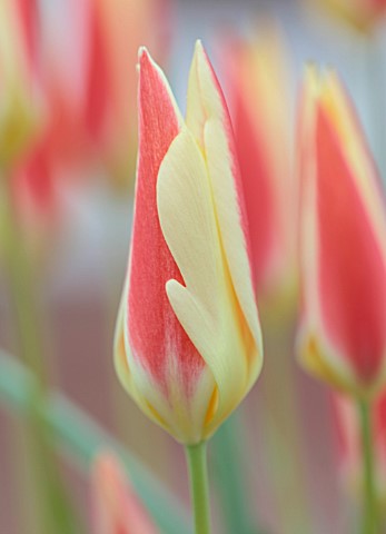 WEST_DEAN_WEST_SUSSEX_CLOSE_UP_OF_PINK_CREAM_FLOWERS_OF_SPECIES_TULIP_TINKER_MARCH_BLOOMS_BULBS