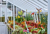 WEST DEAN, WEST SUSSEX: GREENHOUSE FILLED WITH SPRING BULBS, MARCH, HYACINTHS, NARCISSUS, DAFFOIDLS, LECHANALIA, AMARYLLIS TRES CHIC, GREEN VALLEY
