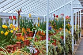 WEST DEAN, WEST SUSSEX: GREENHOUSE FILLED WITH SPRING BULBS, MARCH, HYACINTHS, AMARYLLIS TRES CHIC, NARCISSUS, DAFFOIDLS, LECHANALIA