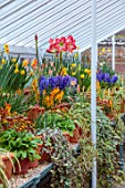 WEST DEAN, WEST SUSSEX: GREENHOUSE FILLED WITH SPRING BULBS, MARCH, HYACINTHS, AMARYLLIS EXPOSURE, NARCISSUS, DAFFOIDLS, LECHANALIA