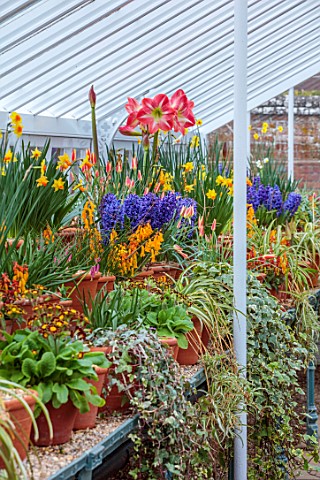 WEST_DEAN_WEST_SUSSEX_GREENHOUSE_FILLED_WITH_SPRING_BULBS_MARCH_HYACINTHS_AMARYLLIS_EXPOSURE_NARCISS