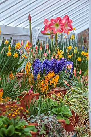 WEST_DEAN_WEST_SUSSEX_GREENHOUSE_FILLED_WITH_SPRING_BULBS_MARCH_HYACINTHS_AMARYLLIS_EXPOSURE_NARCISS