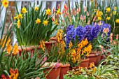 WEST DEAN, WEST SUSSEX: GREENHOUSE FILLED WITH SPRING BULBS, MARCH, HYACINTHS, NARCISSUS, DAFFOIDLS, LECHANALIA, TULIPS