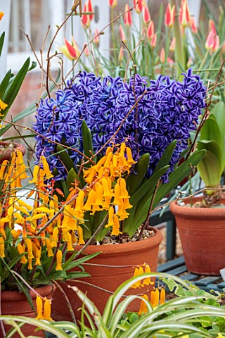 WEST_DEAN_WEST_SUSSEX_GREENHOUSE_FILLED_WITH_SPRING_BULBS_MARCH_HYACINTHS_LECHANALIA_IN_TERRACOTTA_C