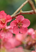 MONAS GARDEN, LONDON: DESIGNER MONA ABBOUDS GARDEN, CLOSE UP OF PINK FLOWERS OF CHAENOMELES JAPONICA, FLOWERING QUINCE, SHRUBS