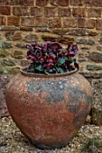 THE CONIFERS, NORTHAMPTONSHIRE: DARK RED, BLACK, FLOWERS OF HELLEBORES, HELLEBORUS HGC ICE N ROSES MERLOT IN TERRACOTTA CONTAINER, SPRING